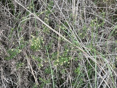 Galium porrigens porrigens