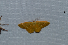 Thalera pistasciaria