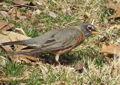 Turdus migratorius