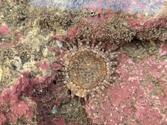 Anthopleura dixoniana