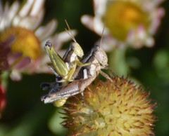 Paraidemona