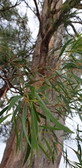 Eucalyptus amygdalina