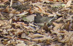 Junco hyemalis
