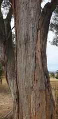 Eucalyptus amygdalina