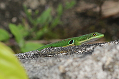 Phelsuma quadriocellata