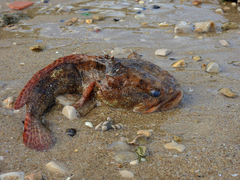 Halobatrachus didactylus