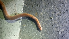 Oreocryptophis porphyraceus