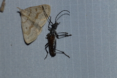 Anthophylax attenuatus