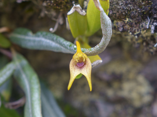 Masdevallia bonplandii, photograph 3