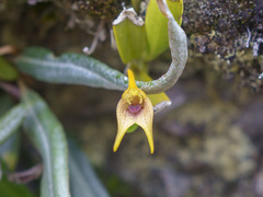 (c) Frank Dietze, some rights reserved (CC BY) Masdevallia bonplandii, photograph (c) Frank Dietze, some rights reserved (CC BY)