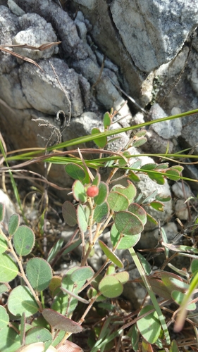 Phyllanthus betsileanus image