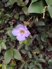 Thunbergia grandiflora