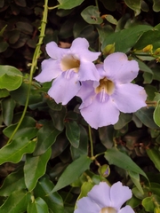 Thunbergia grandiflora