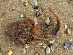 Halobatrachus didactylus