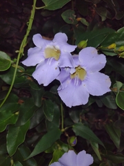 Thunbergia grandiflora