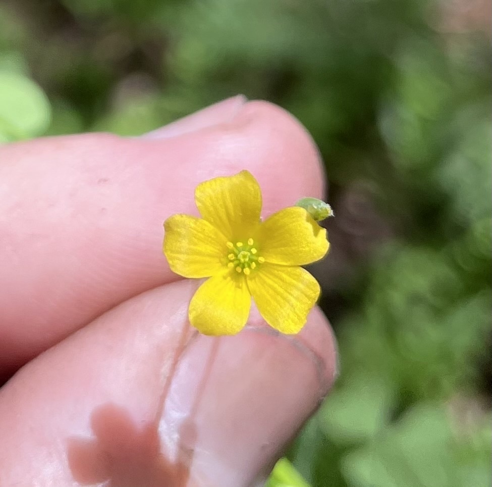 Florida woodsorrel