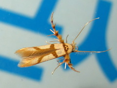 Stathmopoda flavescens