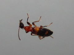 Stricticomus valgipes