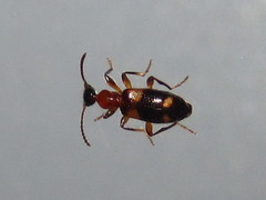 Stricticomus valgipes