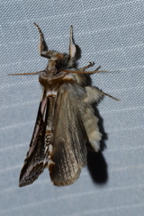 Habrosyne scripta