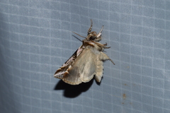 Habrosyne scripta