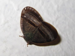 Ricania taeniata