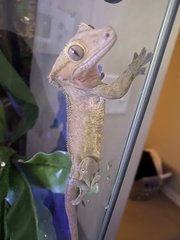 Correlophus