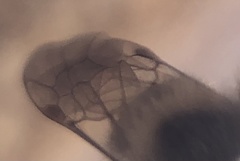 Parandrena
