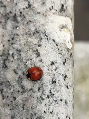 Coelophora biplagiata