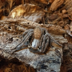 Gnathopalystes kochi