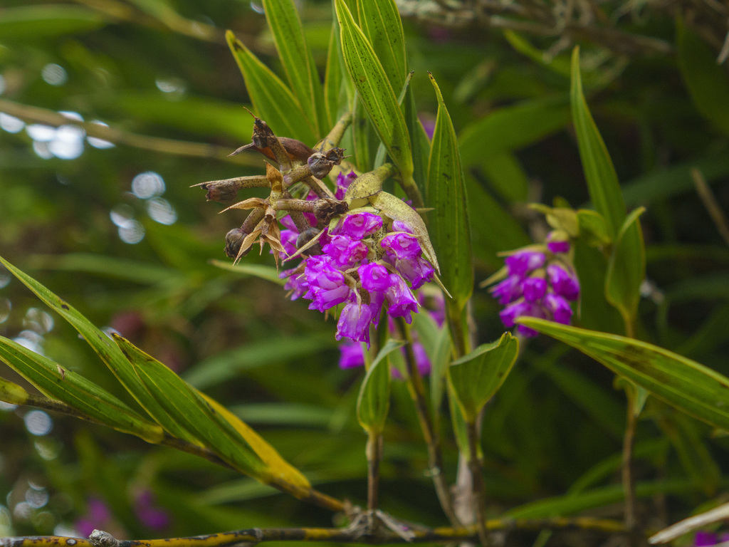 Elleanthus ventricosus