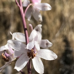 Delphinium gypsophilum