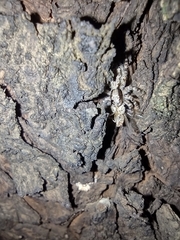 Menemerus bivittatus