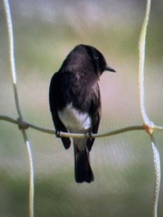 Sayornis nigricans