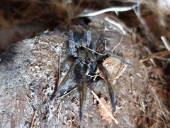 Hogna maderiana