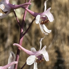 Delphinium gypsophilum