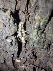 Menemerus bivittatus