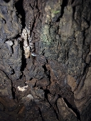 Menemerus bivittatus