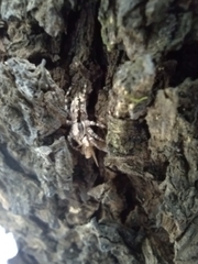 Menemerus bivittatus