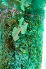 Didemnum psammatodes