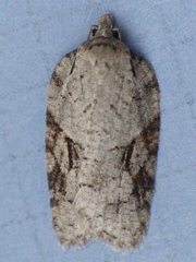 Acleris ptychogrammos