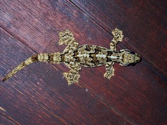 Gekko horsfieldii