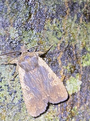 Lithophane hemina