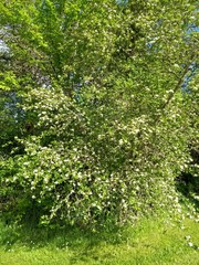 Crataegus gaylussacia