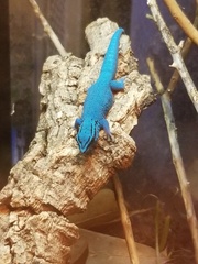 Lygodactylus williamsi