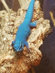 Lygodactylus williamsi