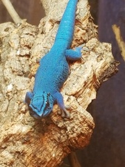 Lygodactylus williamsi