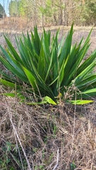 Yucca cernua