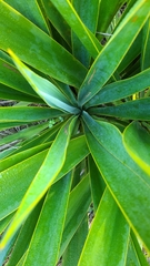 Yucca cernua