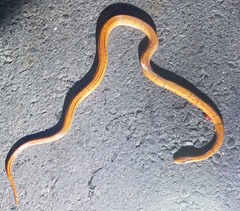 Oreocryptophis porphyraceus